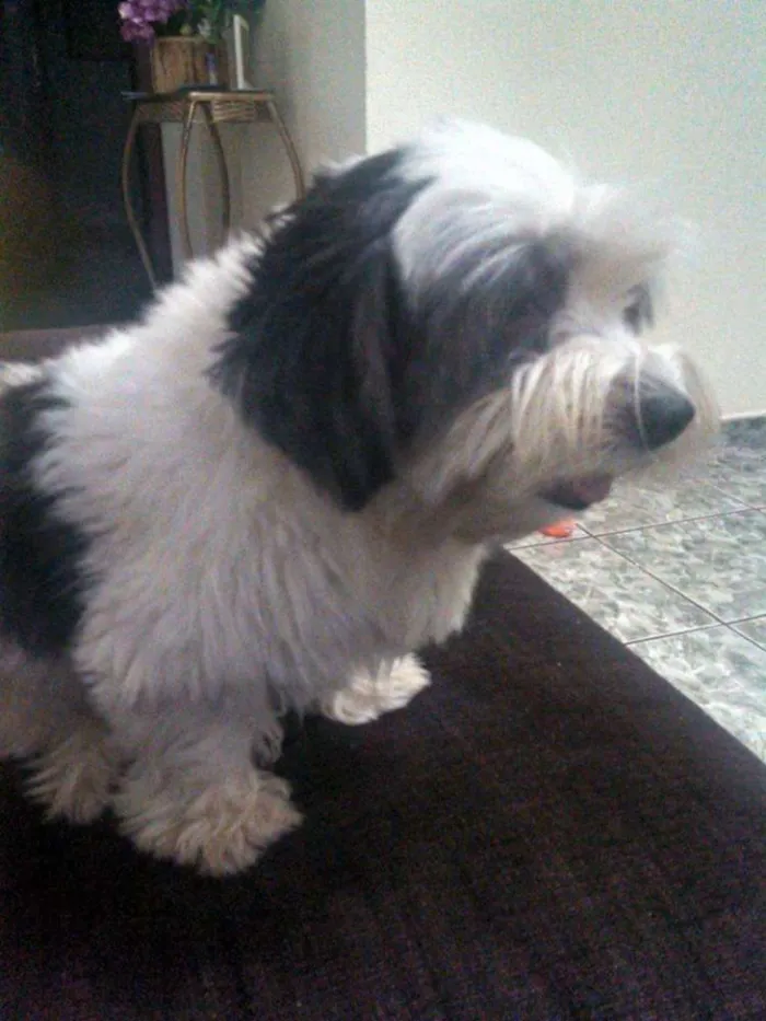 Cachorro ra a Lhasa Apso idade 3 anos nome Lupy GRATIFICA