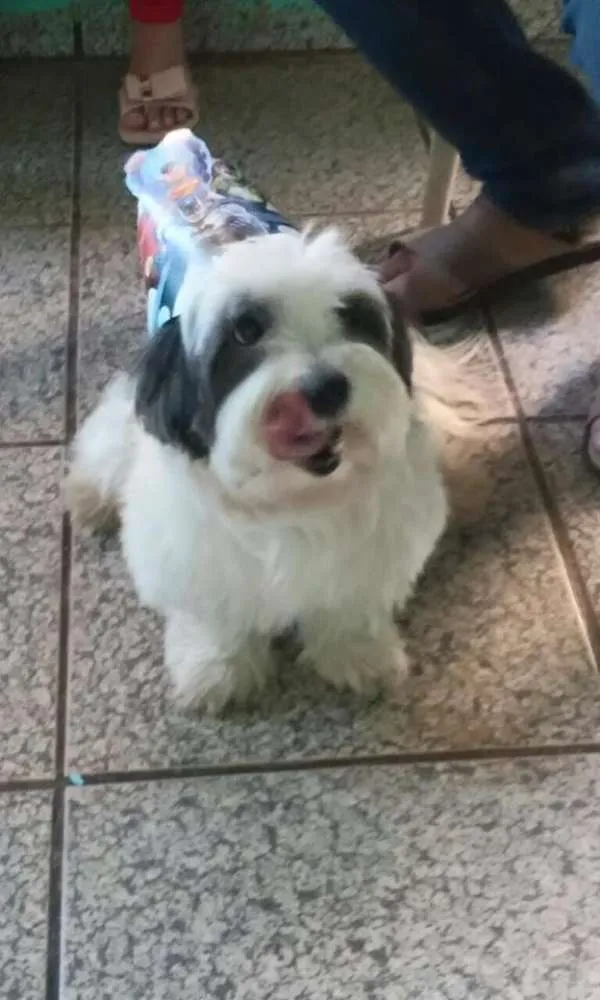 Cachorro ra a Lhasa Apso idade 3 anos nome Lupy GRATIFICA