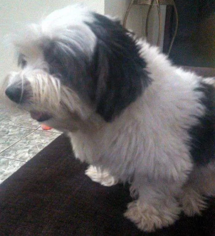 Cachorro ra a Lhasa Apso idade 3 anos nome Lupy GRATIFICA