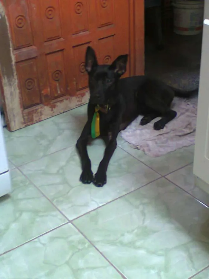 Cachorro ra a viralata idade 5 anos nome Tor