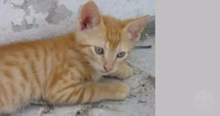 Gato raça SRD idade 2 a 6 meses nome Bino