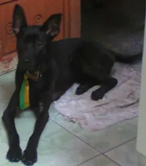 Cachorro raça viralata idade 5 anos nome Tor