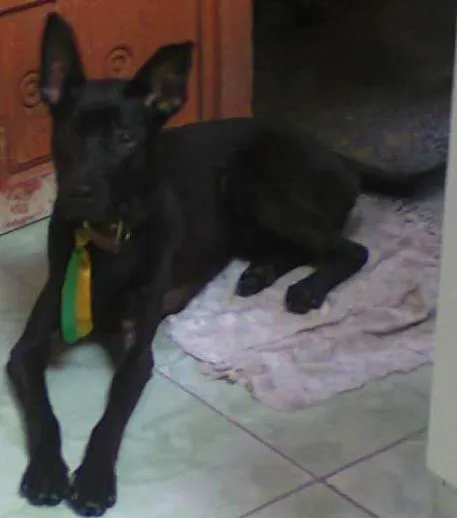 Cachorro ra a viralata idade 5 anos nome Tor