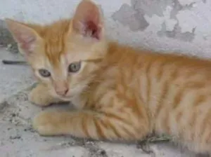 Gato raça SRD idade 2 a 6 meses nome Bino