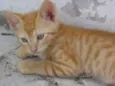 Bino