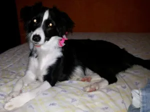 Cachorro raça SRD (Border Collie) idade 1 ano nome Lassie GRATIFICA