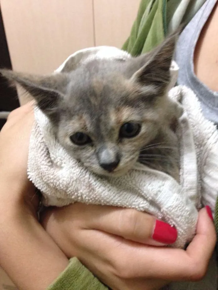 Gato ra a  idade Abaixo de 2 meses nome sem nome