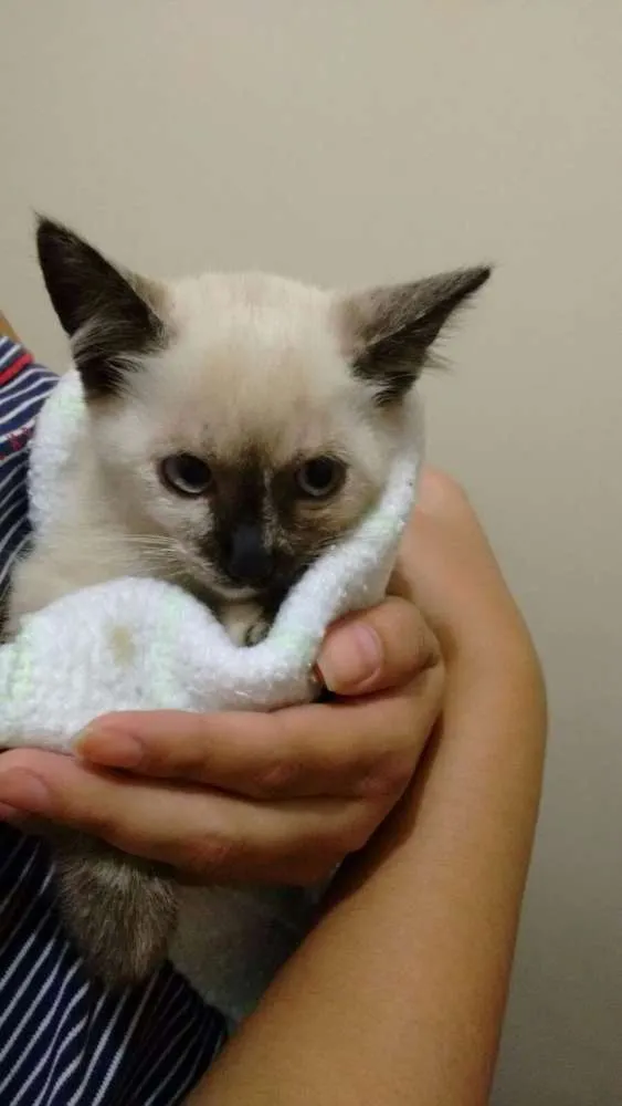 Gato ra a  idade Abaixo de 2 meses nome sem nome