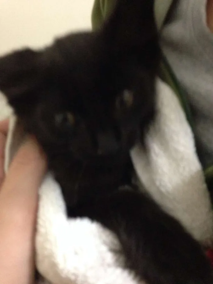 Gato ra a  idade Abaixo de 2 meses nome sem nome