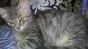 Gato raça SRD idade 2 a 6 meses nome MEL