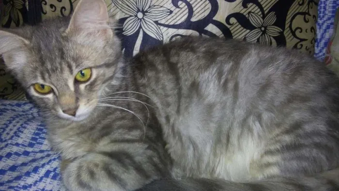 Gato ra a SRD idade 2 a 6 meses nome MEL