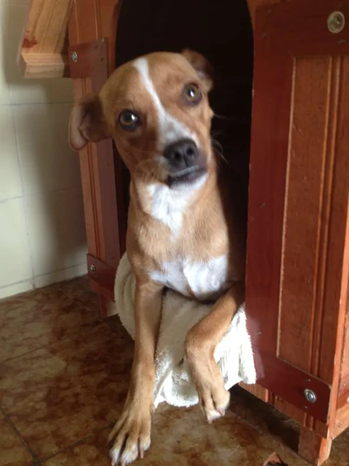 Cachorro ra a SRD idade 3 anos nome Bella