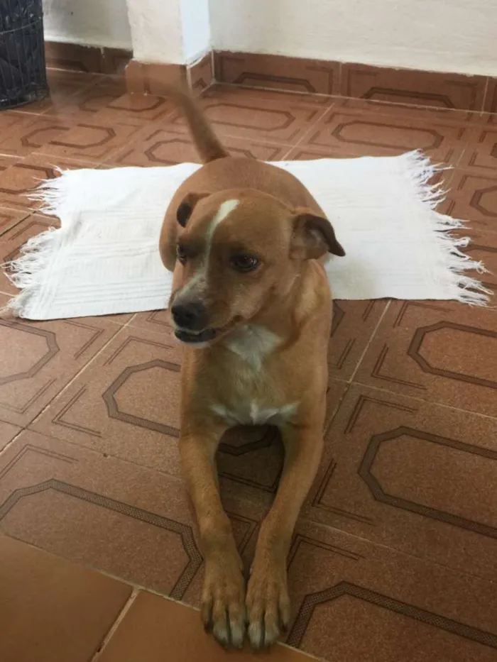 Cachorro ra a SRD idade 3 anos nome Bella