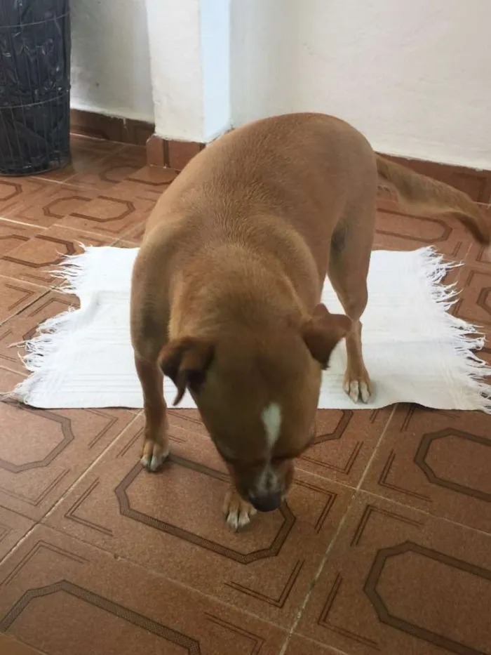 Cachorro ra a SRD idade 3 anos nome Bella