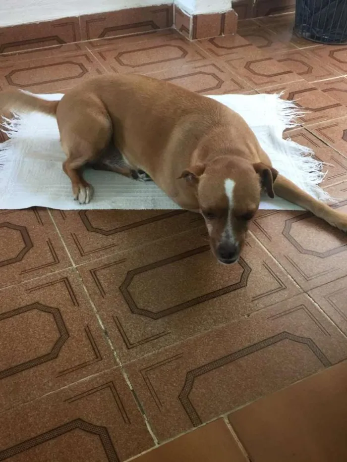 Cachorro ra a SRD idade 3 anos nome Bella
