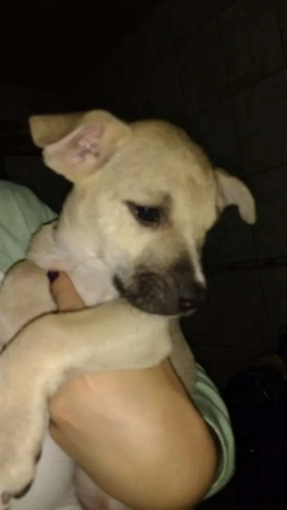 Cachorro ra a SRD idade 2 a 6 meses nome PRINCESA