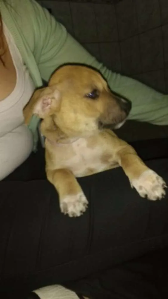 Cachorro ra a SRD idade 2 a 6 meses nome PRINCESA