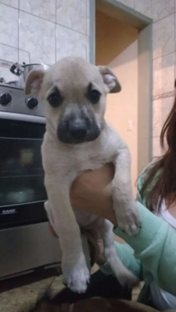 Cachorro ra a SRD idade 2 a 6 meses nome PRINCESA