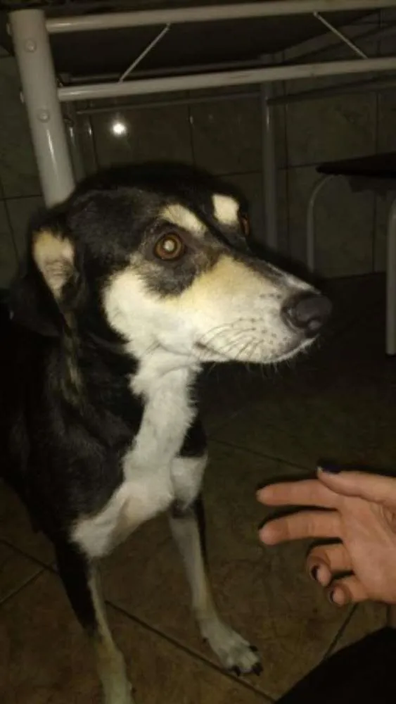 Cachorro ra a SRD idade 2 a 6 meses nome PRINCESA