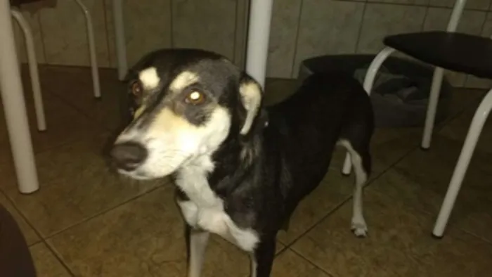 Cachorro ra a SRD idade 2 a 6 meses nome PRINCESA
