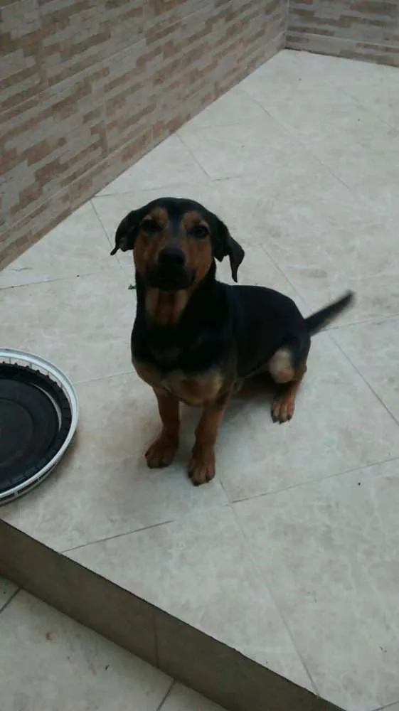 Cachorro ra a Vira-lata idade 1 ano nome Thor