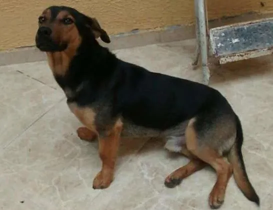 Cachorro ra a Vira-lata idade 1 ano nome Thor