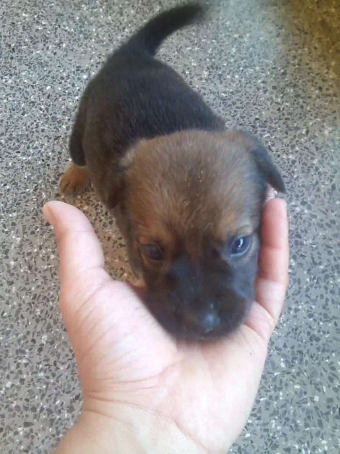 Cachorro raça misturado idade Abaixo de 2 meses nome sem nome