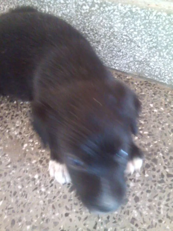 Cachorro raça misturado idade Abaixo de 2 meses nome sem nome