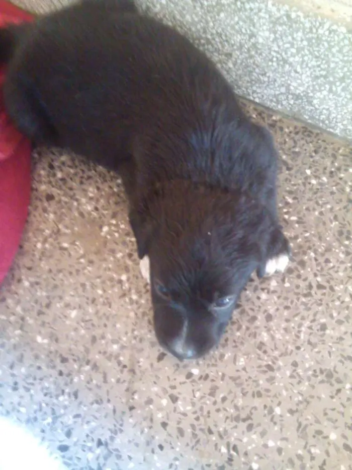 Cachorro raça misturado idade Abaixo de 2 meses nome sem nome