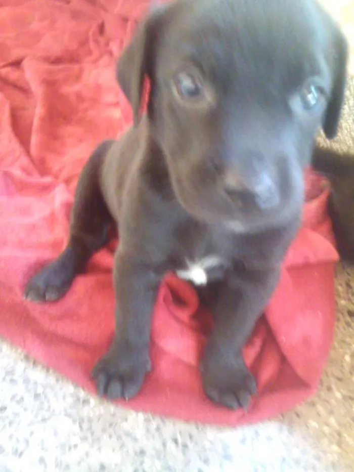 Cachorro raça misturado idade Abaixo de 2 meses nome sem nome