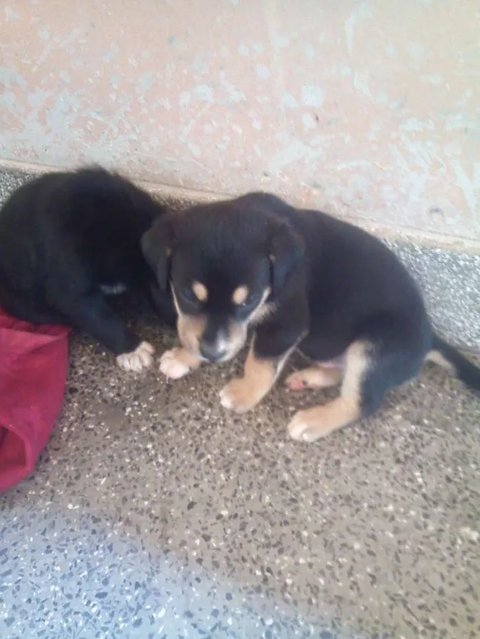 Cachorro raça misturado idade Abaixo de 2 meses nome sem nome