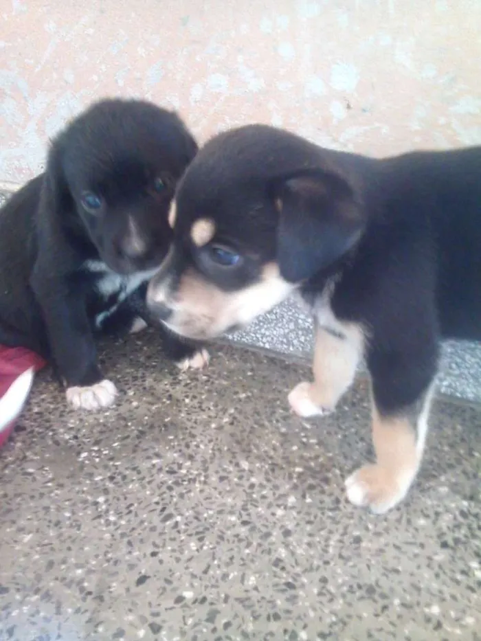 Cachorro raça misturado idade Abaixo de 2 meses nome sem nome