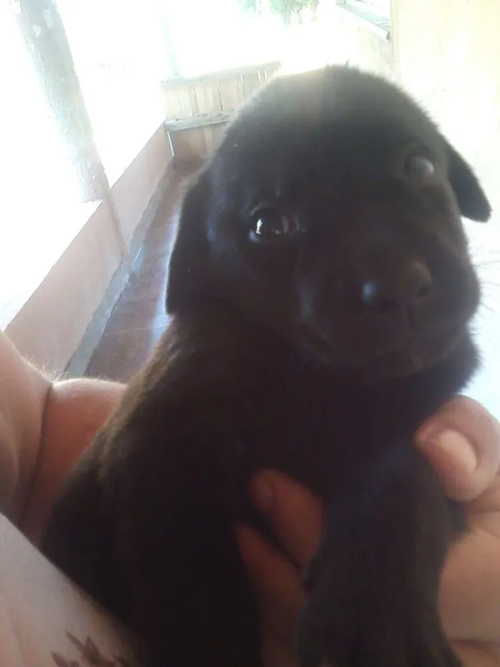 Cachorro raça misturado idade Abaixo de 2 meses nome sem nome