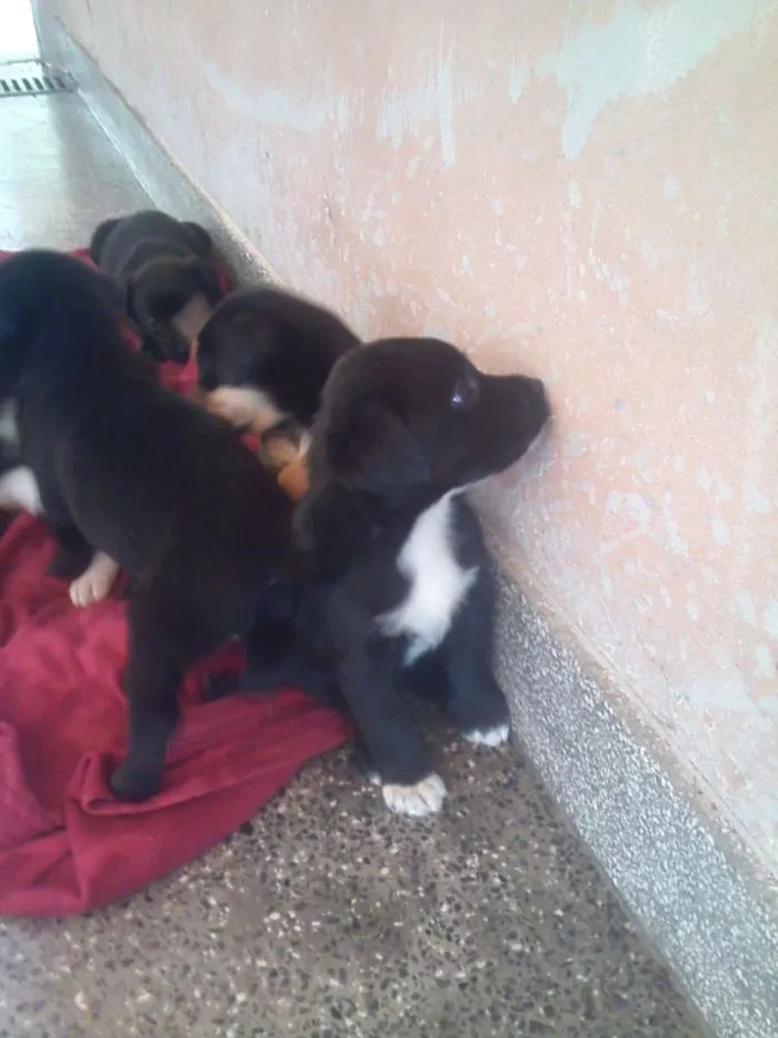 Cachorro raça misturado idade Abaixo de 2 meses nome sem nome