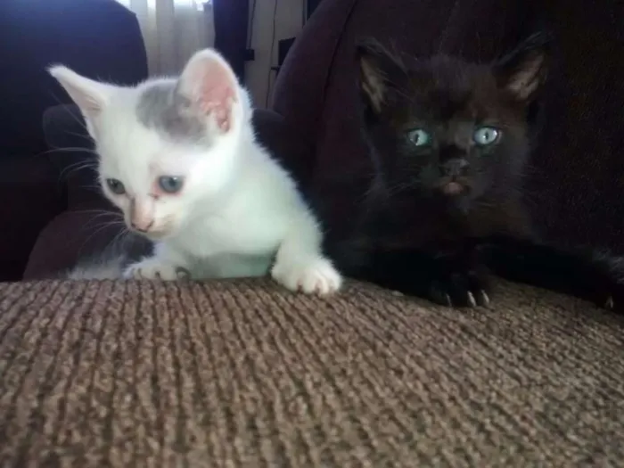 Gato ra a  idade Abaixo de 2 meses nome Obama, Cat Perry, T
