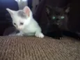 Obama, Cat Perry, T