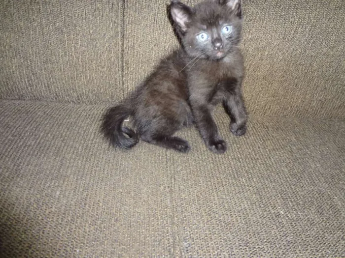 Gato ra a  idade Abaixo de 2 meses nome Obama, Cat Perry, T