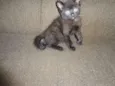 Obama, Cat Perry, T