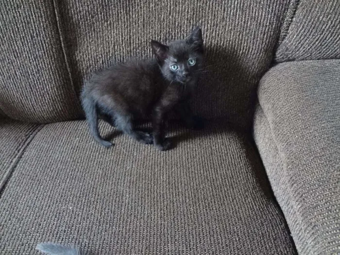 Gato ra a  idade Abaixo de 2 meses nome Obama, Cat Perry, T