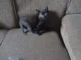 Obama, Cat Perry, T