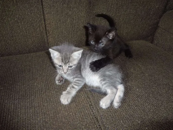 Gato ra a  idade Abaixo de 2 meses nome Obama, Cat Perry, T