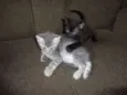 Obama, Cat Perry, T