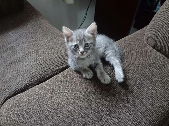 Gato ra a  idade Abaixo de 2 meses nome Obama, Cat Perry, T