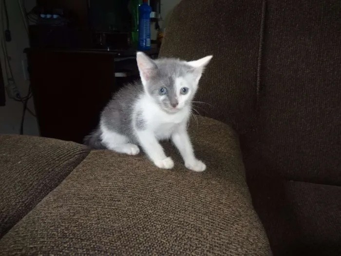 Gato ra a  idade Abaixo de 2 meses nome Obama, Cat Perry, T
