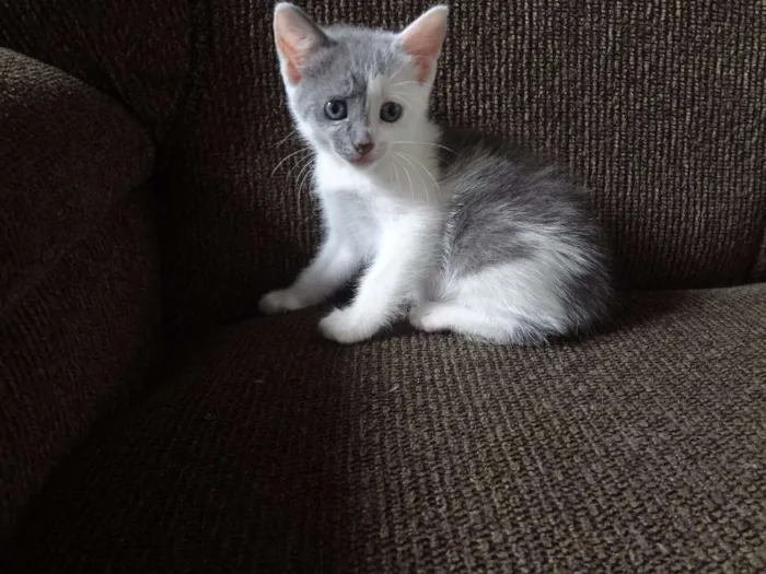 Gato ra a  idade Abaixo de 2 meses nome Obama, Cat Perry, T