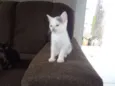 Obama, Cat Perry, T