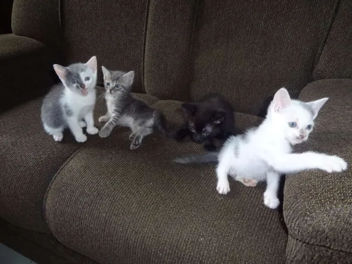 Gato ra a  idade Abaixo de 2 meses nome Obama, Cat Perry, T