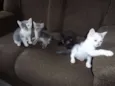 Obama, Cat Perry, T
