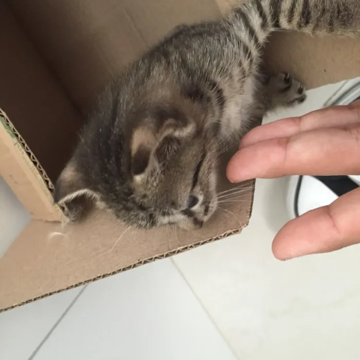 Gato ra a  idade 2 a 6 meses nome Morocco