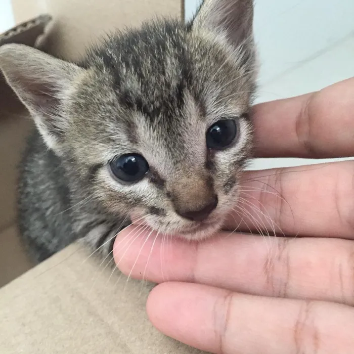 Gato ra a  idade 2 a 6 meses nome Morocco